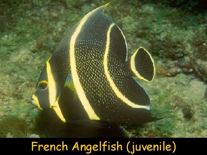 French Angelfish (juvenile) 