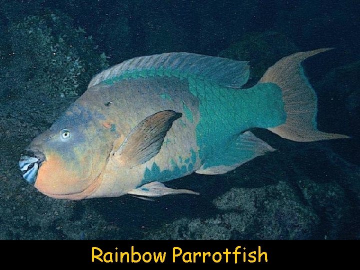 Rainbow Parrotfish 