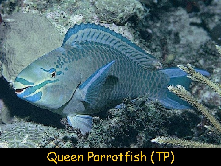 Queen Parrotfish (TP) 