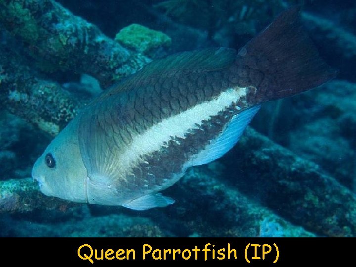 Queen Parrotfish (IP) 