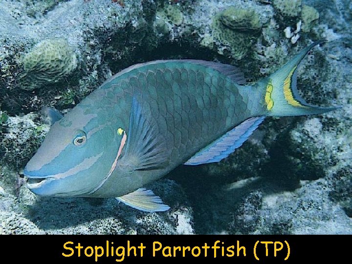 Stoplight Parrotfish (TP) 