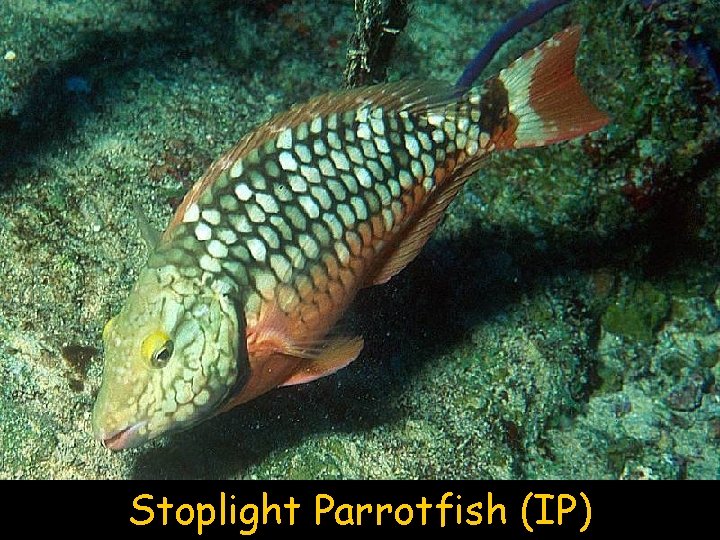 Stoplight Parrotfish (IP) 
