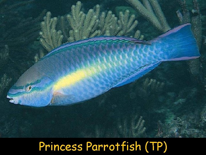 Princess Parrotfish (TP) 