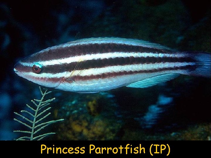 Princess Parrotfish (IP) 