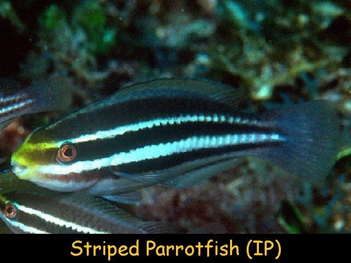 Striped Parrotfish (IP) 