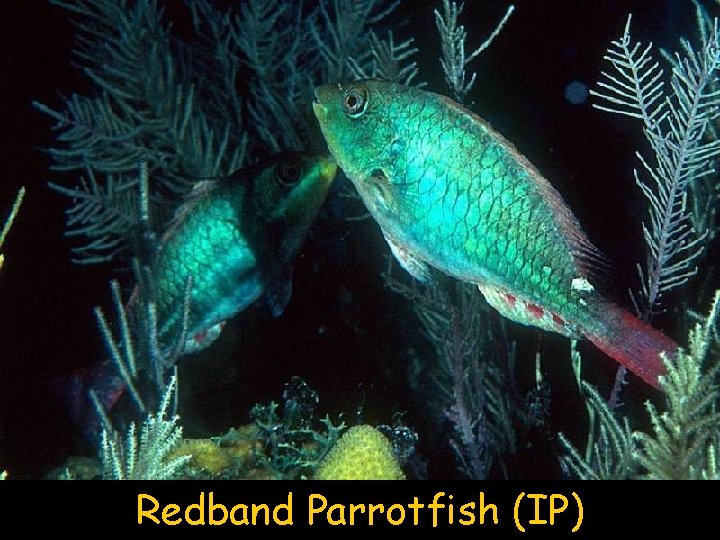 Redband Parrotfish (IP) 