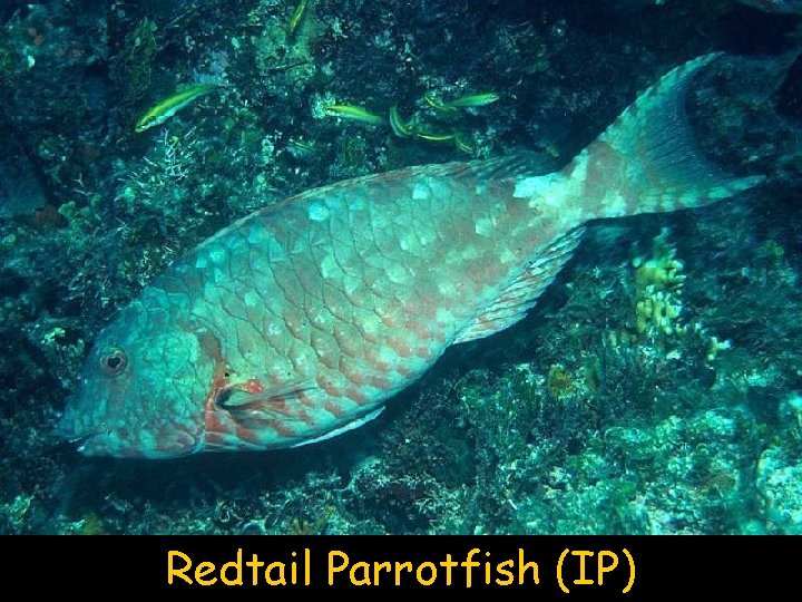 Redtail Parrotfish (IP) 