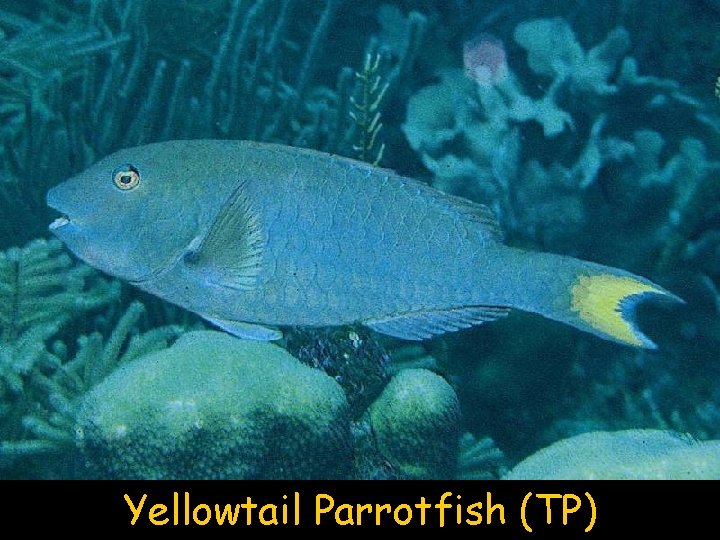 Yellowtail Parrotfish (TP) 