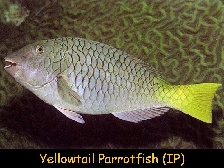 Yellowtail Parrotfish (IP) 