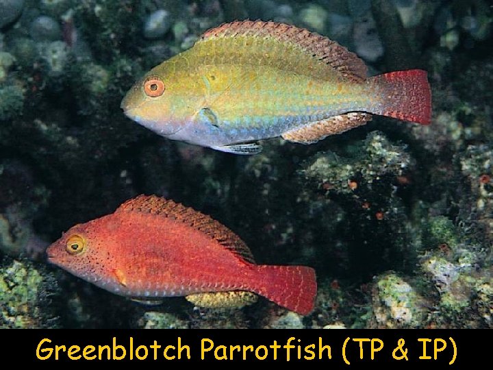 Greenblotch Parrotfish (TP & IP) 