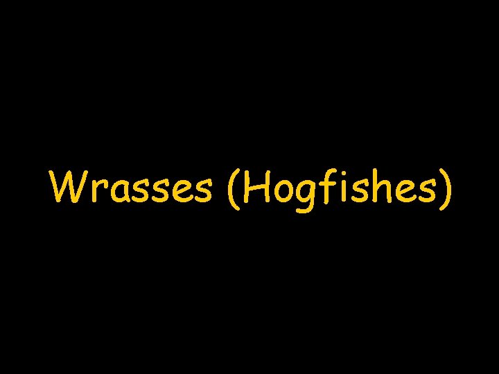 Wrasses (Hogfishes) 