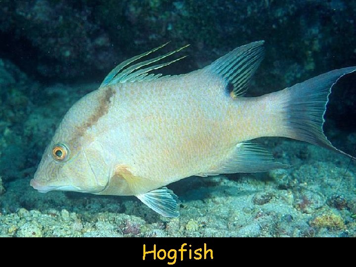 Hogfish 
