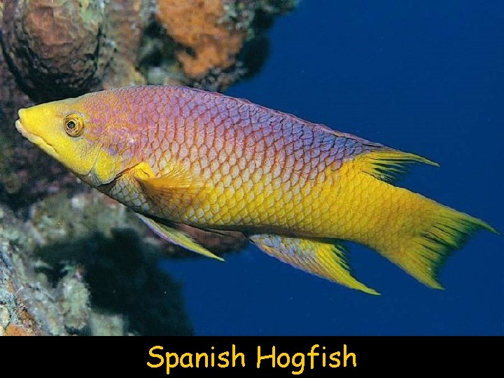 Spanish Hogfish 