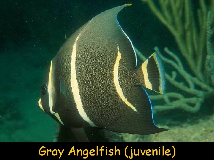 Gray Angelfish (juvenile) 