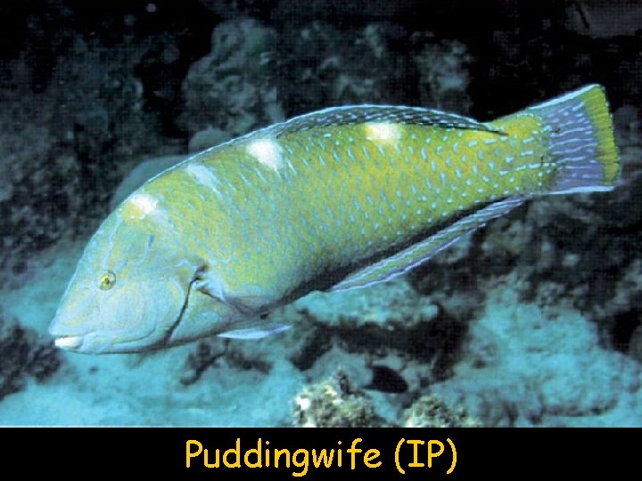 Puddingwife (IP) 