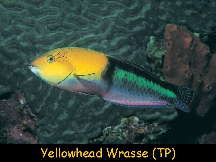 Yellowhead Wrasse (TP) 