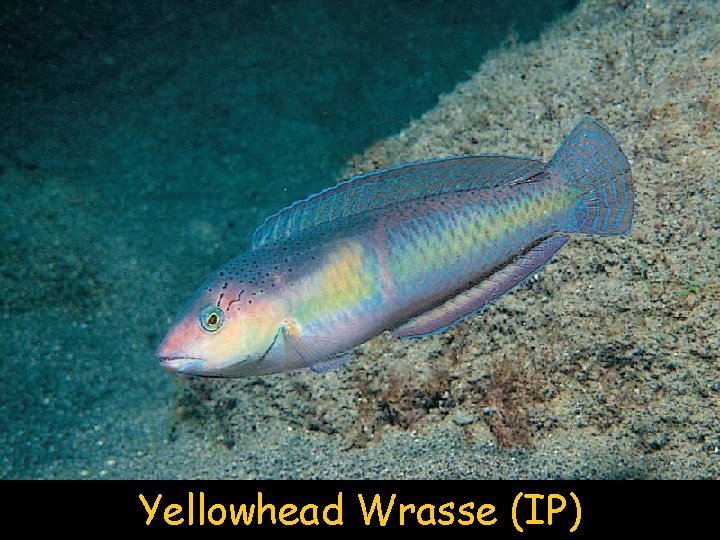 Yellowhead Wrasse (IP) 