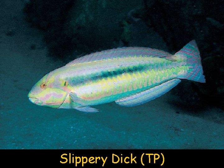 Slippery Dick (TP) 