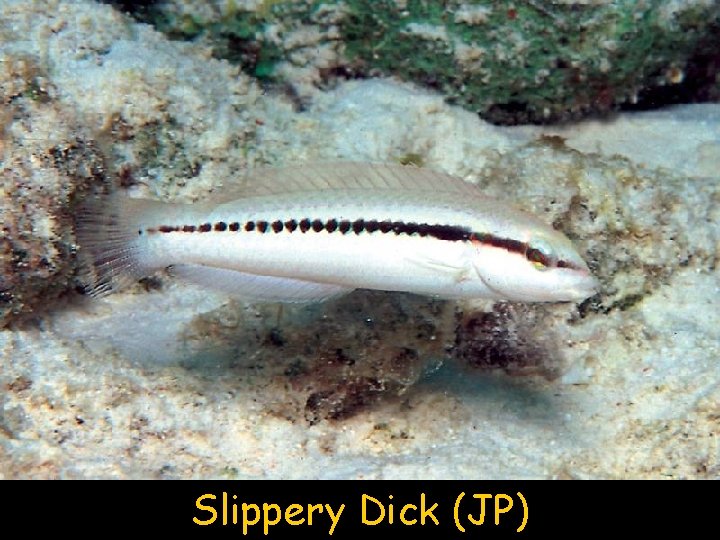 Slippery Dick (JP) 