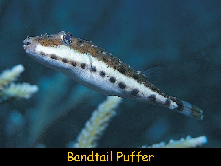 Bandtail Puffer 