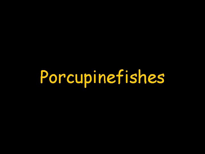 Porcupinefishes 