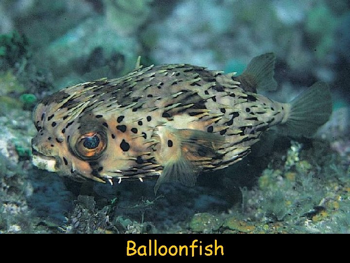 Balloonfish 