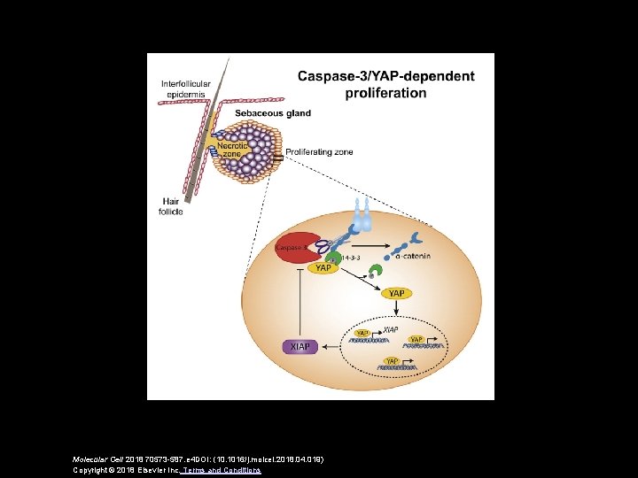 Molecular Cell 2018 70573 -587. e 4 DOI: (10. 1016/j. molcel. 2018. 04. 019)