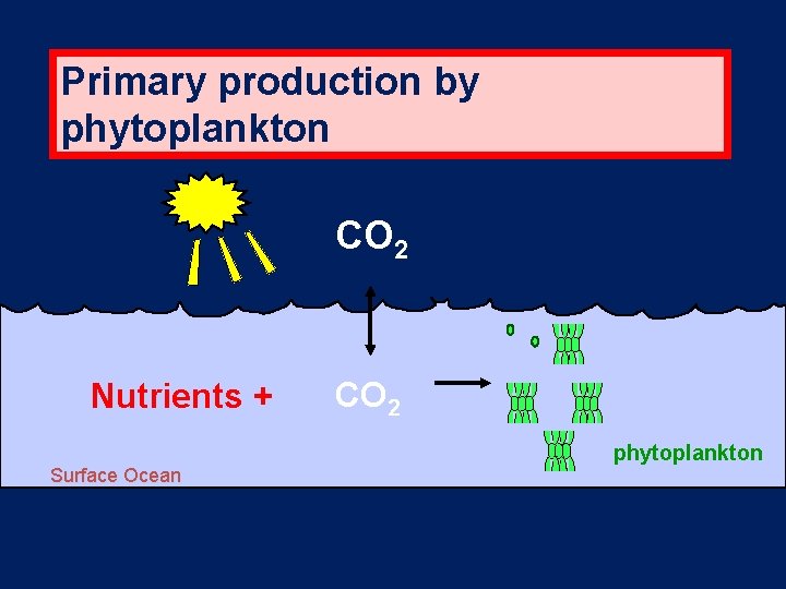 Primary production by phytoplankton CO 2 Nutrients + Surface Ocean CO 2 phytoplankton 