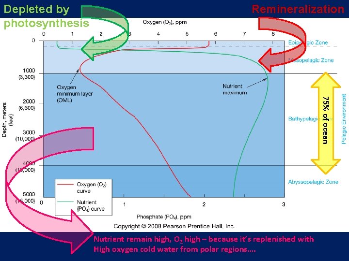 Depleted by photosynthesis Remineralization 75% of ocean Nutrient remain high, O 2 high –
