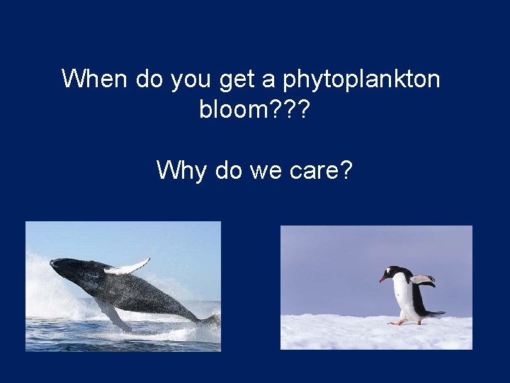 When do you get a phytoplankton bloom? ? ? Why do we care? 