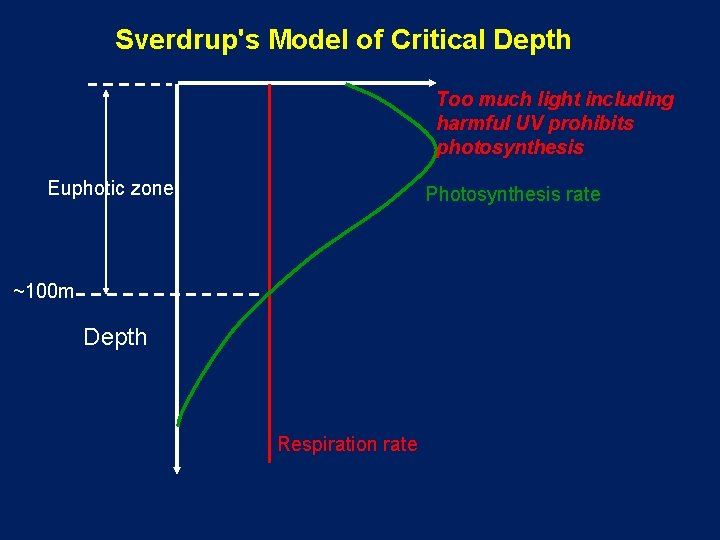 Sverdrup's Model of Critical Depth Too much light including harmful UV prohibits photosynthesis Euphotic