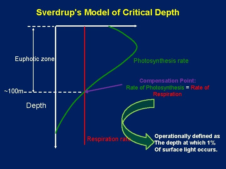 Sverdrup's Model of Critical Depth Euphotic zone Photosynthesis rate Compensation Point: Rate of Photosynthesis