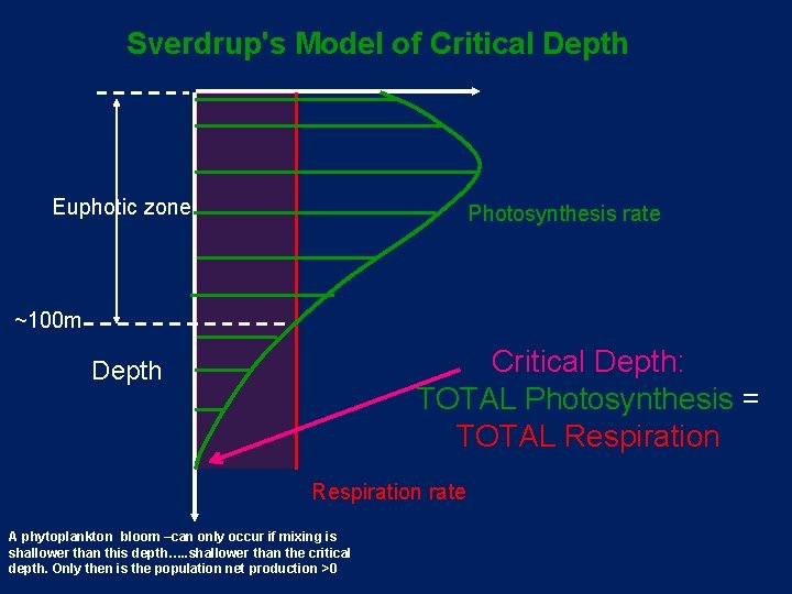 Sverdrup's Model of Critical Depth Euphotic zone Photosynthesis rate ~100 m Critical Depth: TOTAL