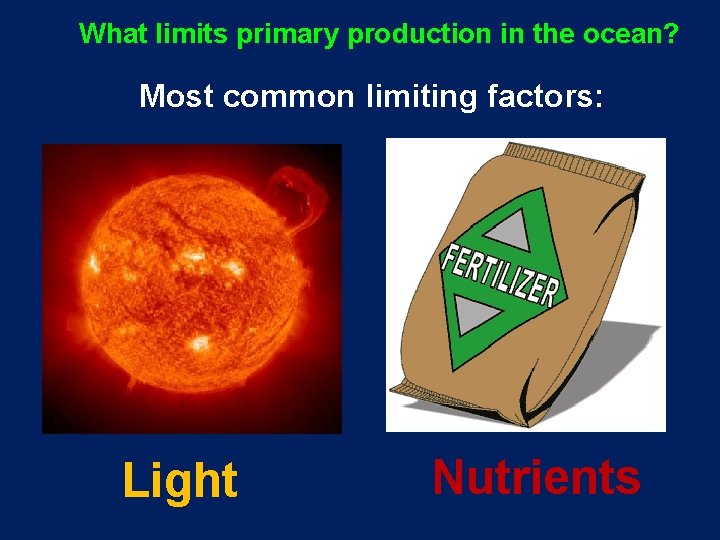 What limits primary production in the ocean? Most common limiting factors: Light Nutrients 