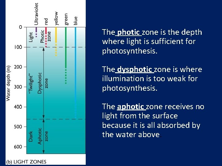 The photic zone is the depth where light is sufficient for photosynthesis. The dysphotic