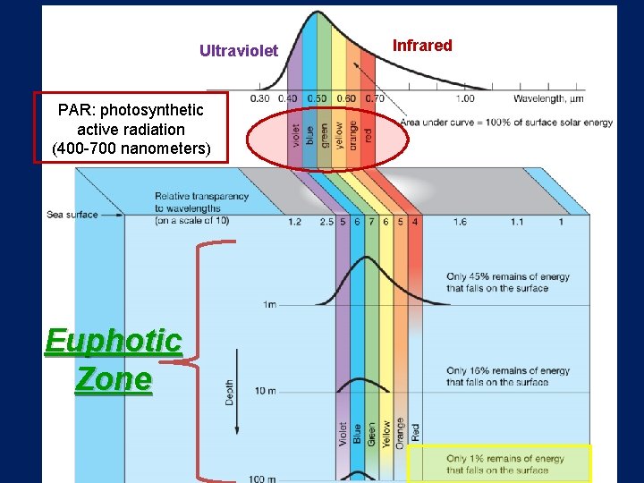 Ultraviolet PAR: photosynthetic active radiation (400 -700 nanometers) Euphotic Zone Infrared 