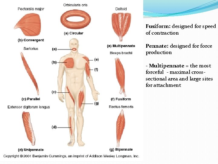 Fusiform: designed for speed of contraction Pennate: designed force production - Multipennate = the