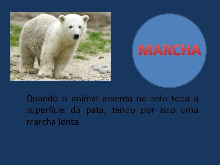 MARCHA Quando o animal assenta no solo toda a superfície da pata, tendo por