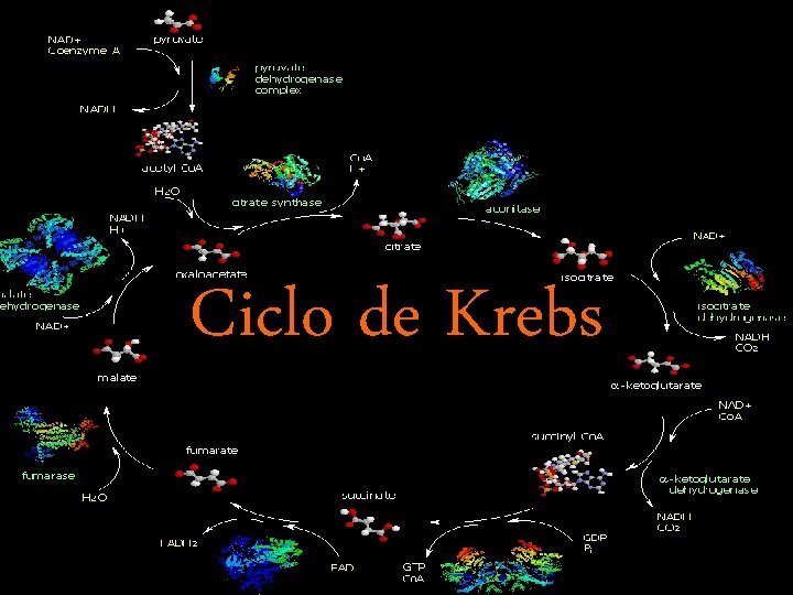 Ciclo de Krebs 1 