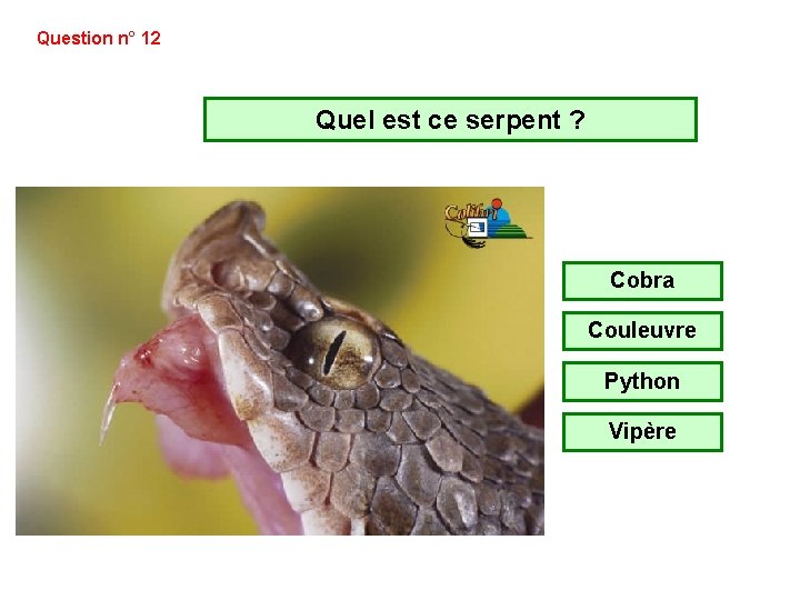 Question n° 12 Quel est ce serpent ? Cobra Couleuvre Python Vipère Question n° 12 Quel est ce serpent ? Cobra Couleuvre Python Vipère