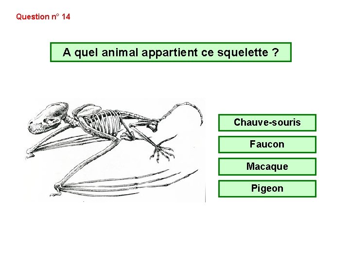 Question n° 14 A quel animal appartient ce squelette ? Chauve-souris Faucon Macaque Pigeon Question n° 14 A quel animal appartient ce squelette ? Chauve-souris Faucon Macaque Pigeon