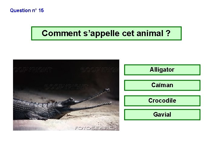 Question n° 15 Comment s’appelle cet animal ? Alligator Caïman Crocodile Gavial Question n° 15 Comment s’appelle cet animal ? Alligator Caïman Crocodile Gavial
