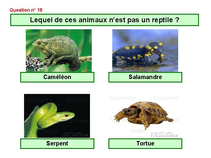 Question n° 16 Lequel de ces animaux n’est pas un reptile ? Caméléon Salamandre Question n° 16 Lequel de ces animaux n’est pas un reptile ? Caméléon Salamandre