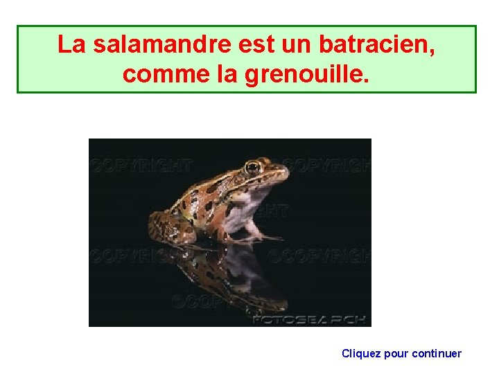 La salamandre est un batracien, comme la grenouille. Cliquez pour continuer La salamandre est un batracien, comme la grenouille. Cliquez pour continuer