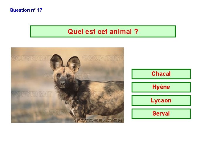 Question n° 17 Quel est cet animal ? Chacal Hyène Lycaon Serval Question n° 17 Quel est cet animal ? Chacal Hyène Lycaon Serval