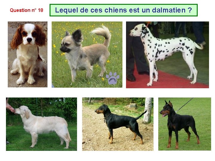 Question n° 18 Lequel de ces chiens est un dalmatien ? Question n° 18 Lequel de ces chiens est un dalmatien ?
