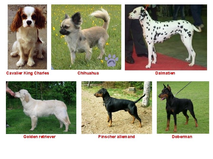 Cavalier King Charles Golden retriever Chihuahua Pinscher allemand Dalmatien Doberman Cavalier King Charles Golden retriever Chihuahua Pinscher allemand Dalmatien Doberman