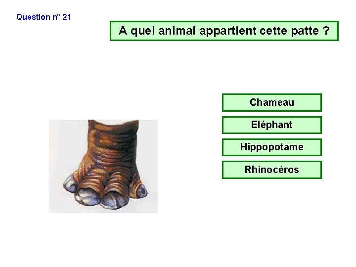 Question n° 21 A quel animal appartient cette patte ? Chameau Eléphant Hippopotame Rhinocéros Question n° 21 A quel animal appartient cette patte ? Chameau Eléphant Hippopotame Rhinocéros