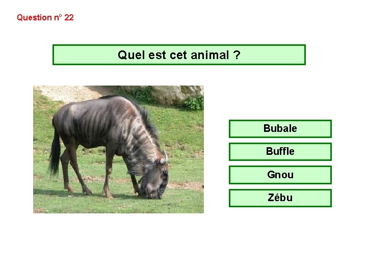 Question n° 22 Quel est cet animal ? Bubale Buffle Gnou Zébu Question n° 22 Quel est cet animal ? Bubale Buffle Gnou Zébu