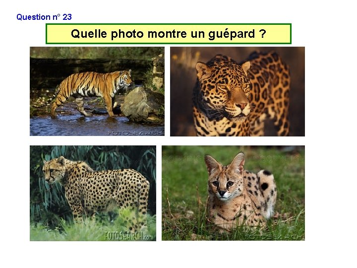 Question n° 23 Quelle photo montre un guépard ? Question n° 23 Quelle photo montre un guépard ?
